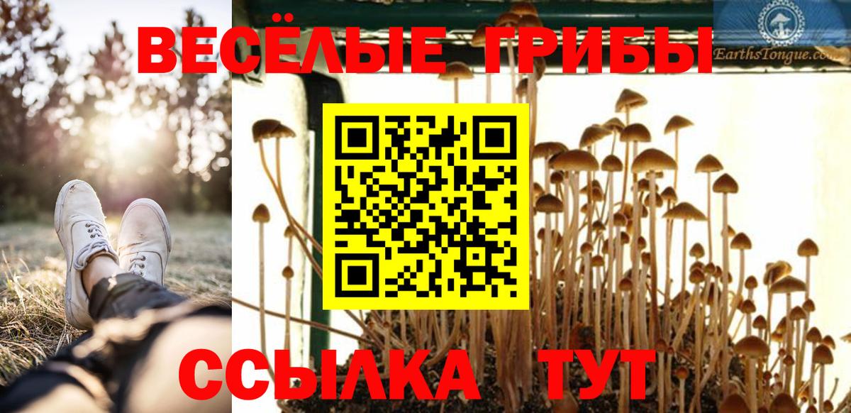 Псилоцибиновые грибы Cubensis Новосибирск